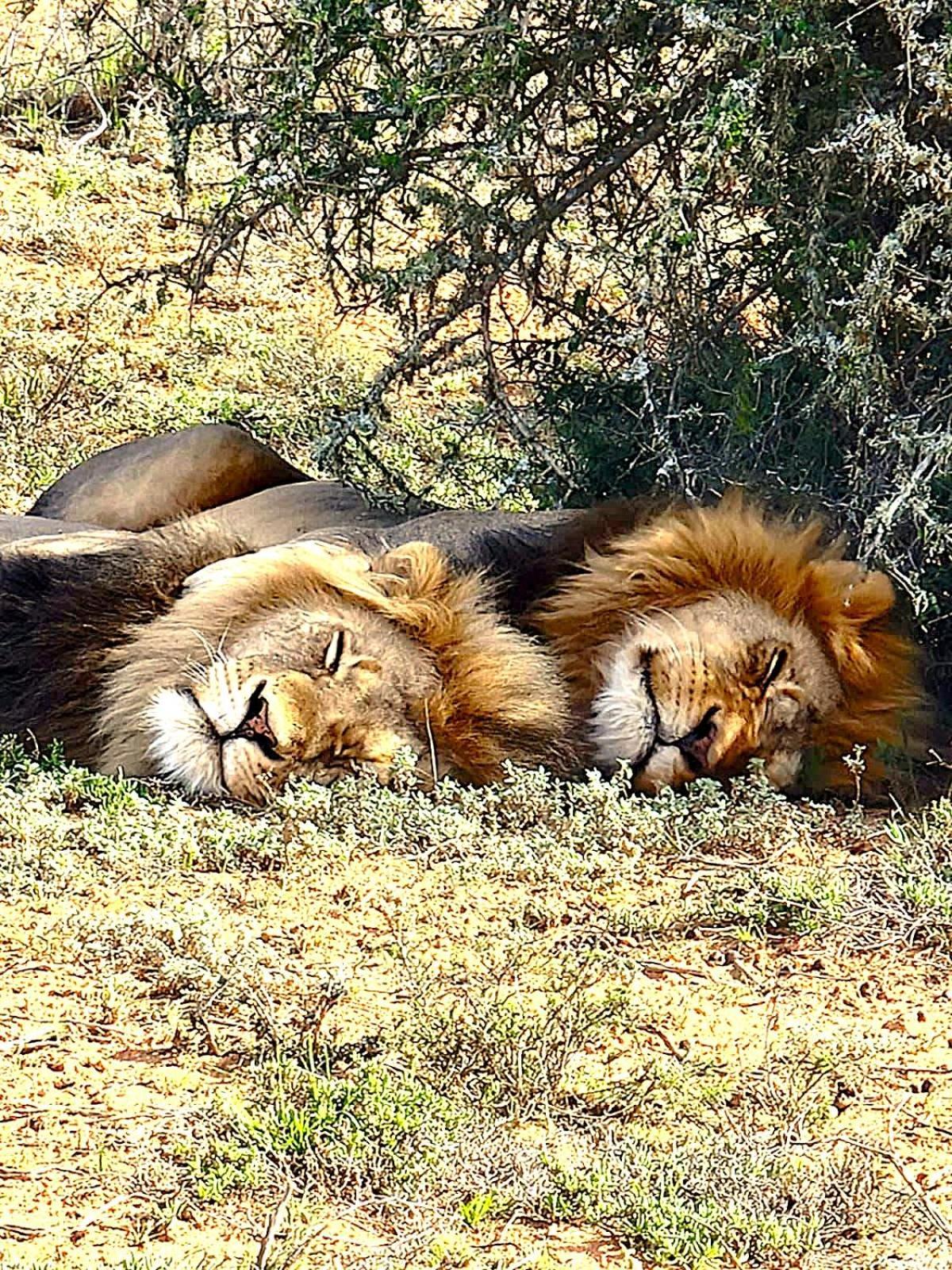 Adrenalin Addo Manor House Villa Exteriör bild